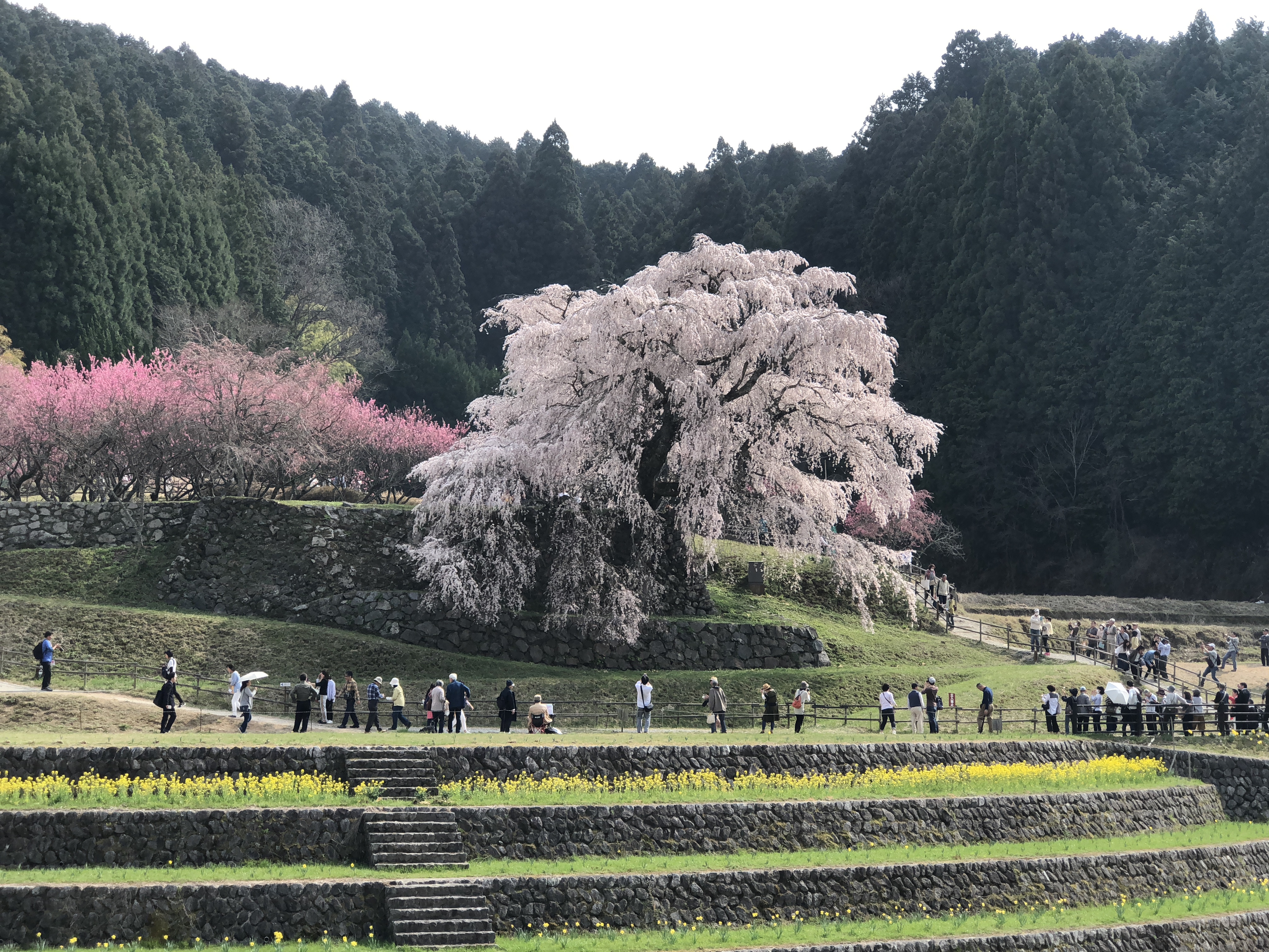 最後のニホンオオカミと又兵衛桜。