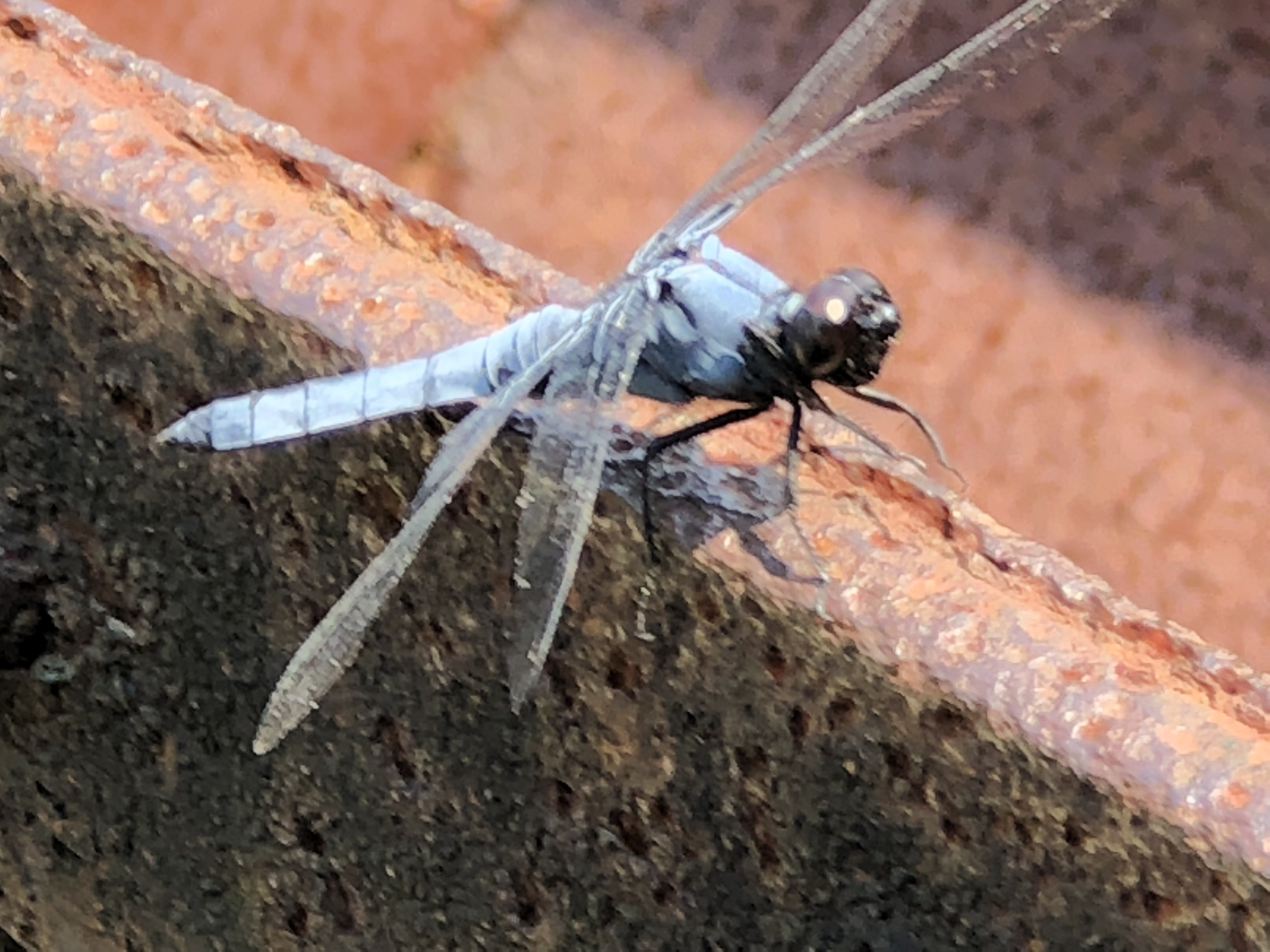 世界遺産万田抗を発見したのは・・・だった！