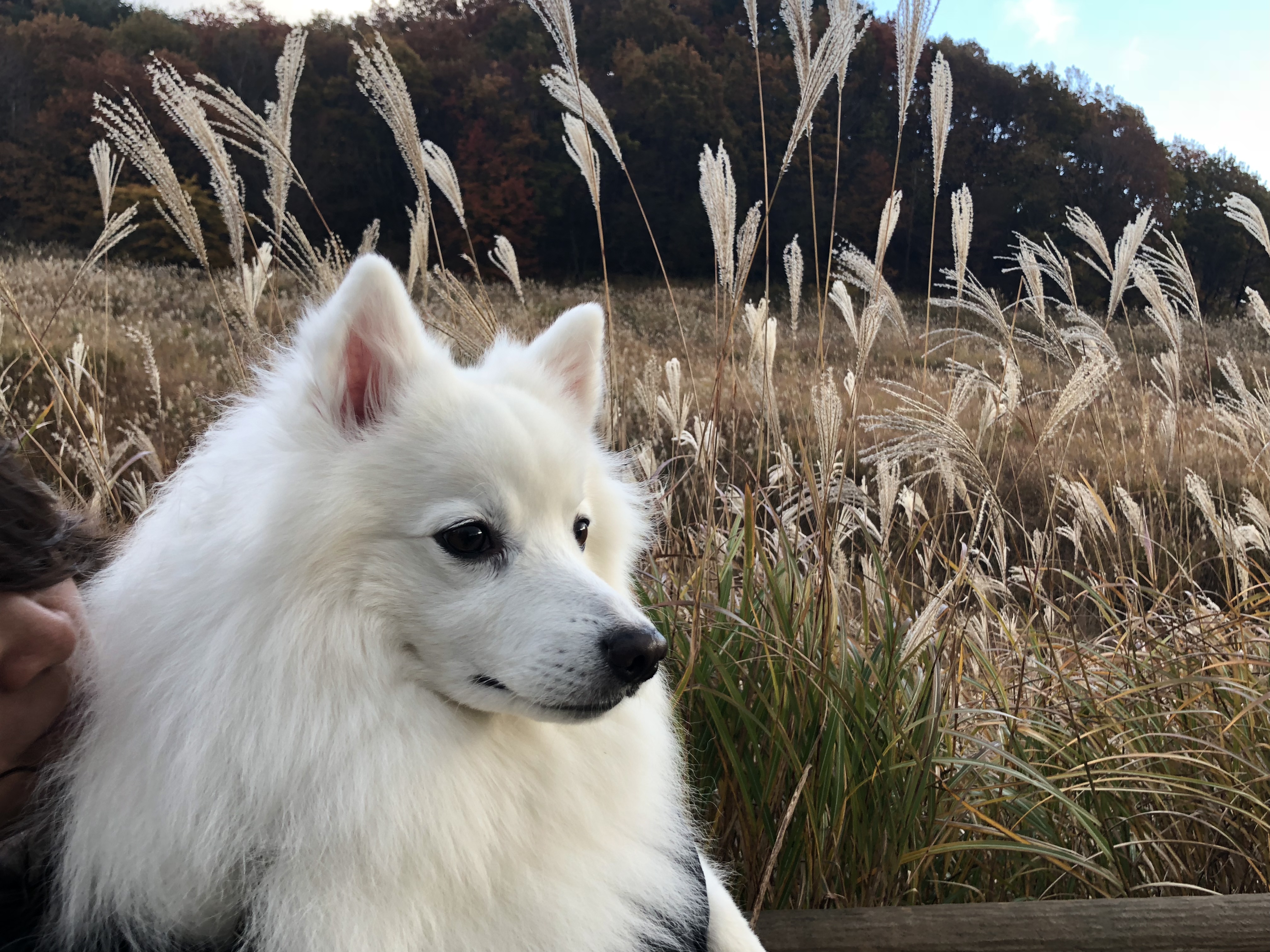 日本有数のススキの大群生地。（砥峰高原湿地帯）